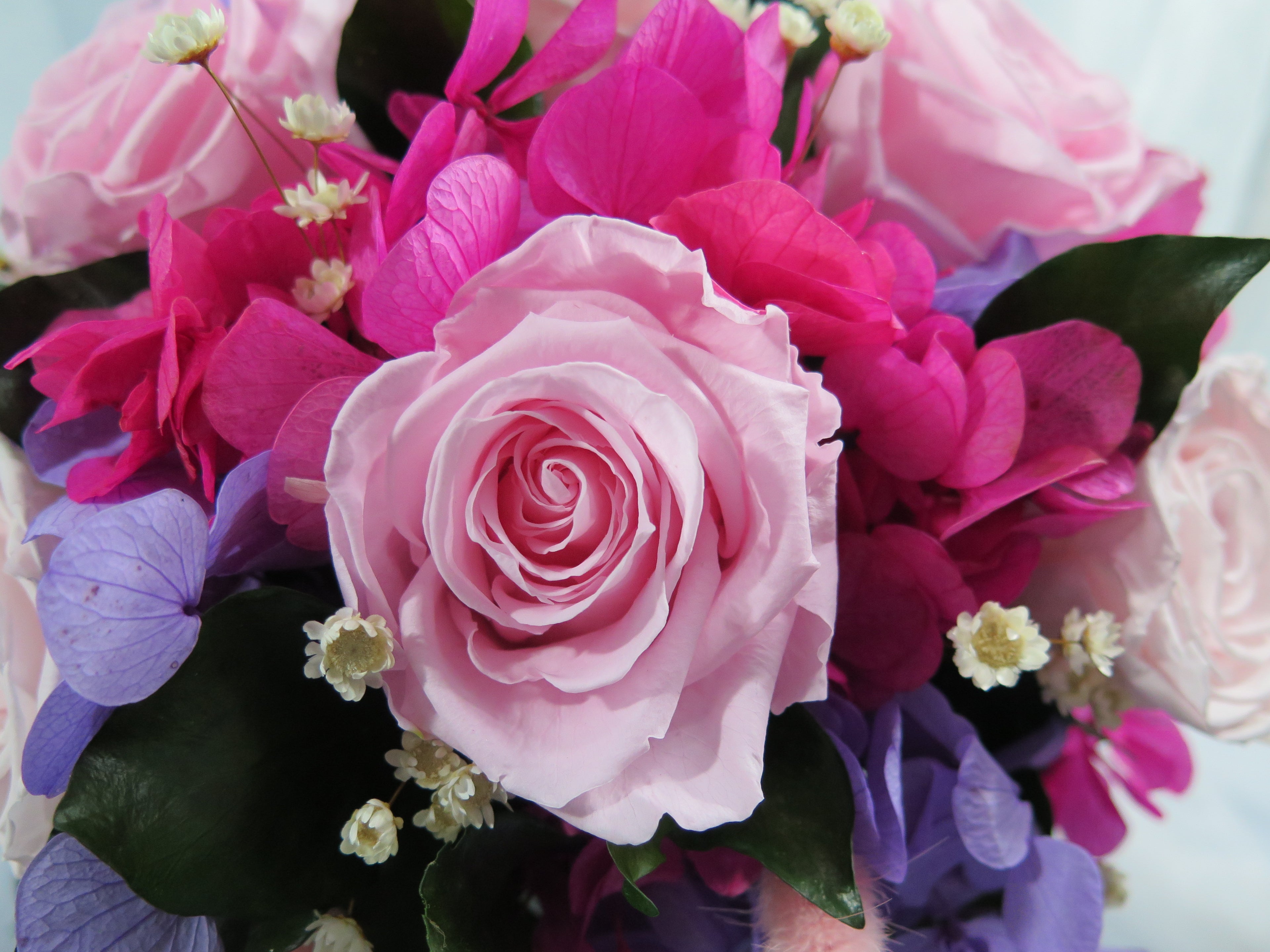 Velvet Candy Bloom