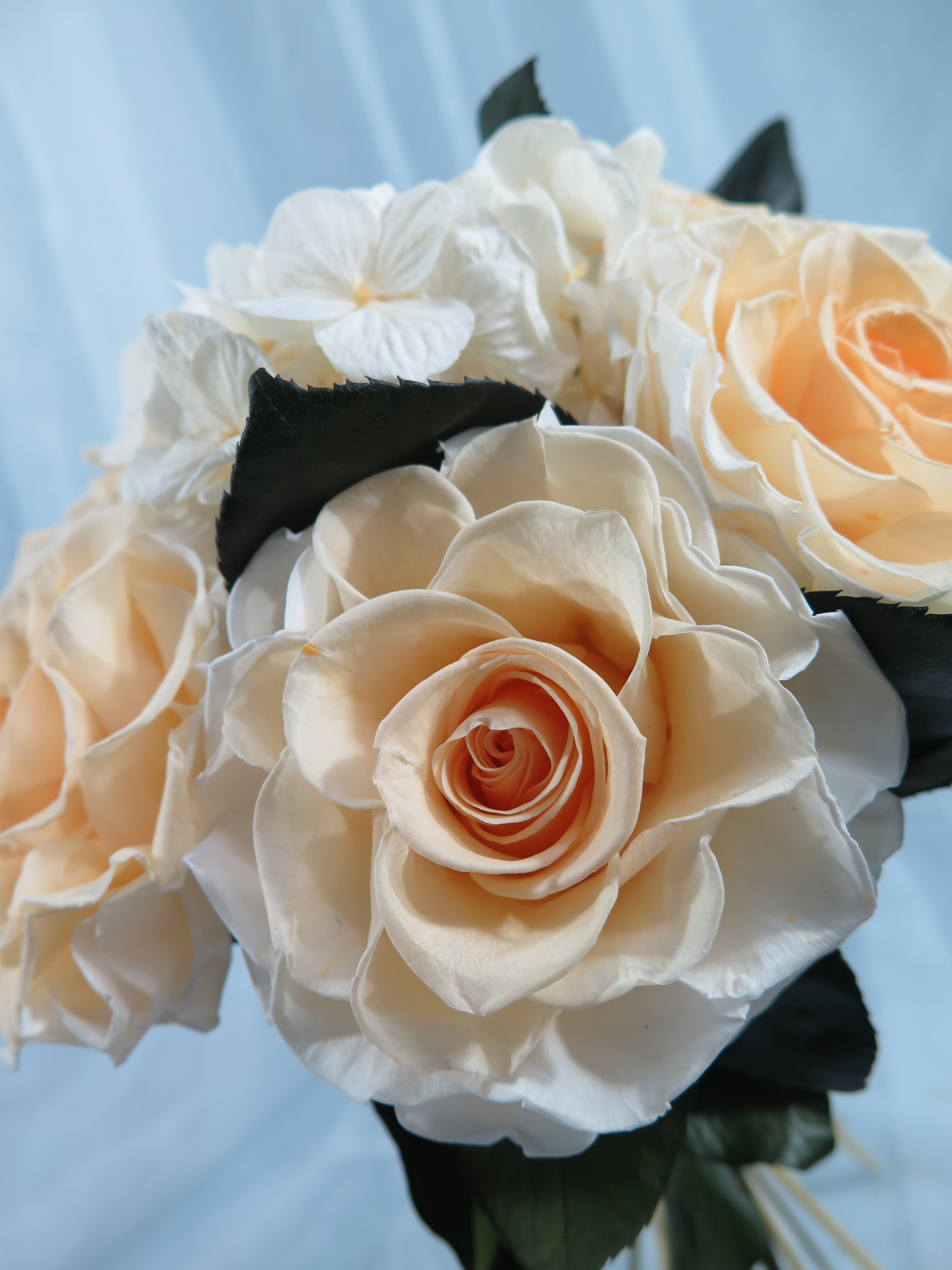 Ivory Rose Classic